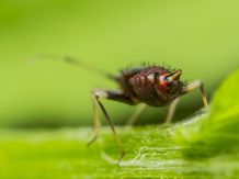 Mit Zitronenwasser gegen Springschwänze in der Blumenerde