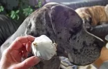 Knoblauch gegen Flohbefall bei Hunden