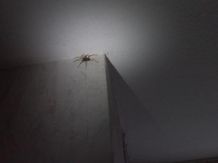 Spinnenfang mit Licht