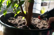 Fliegenbeseitigung in Blumenerde