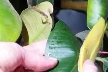 Gummibäume mit Bananenschalen pflegen