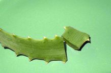 Aloe Vera bei Sonnenallergie