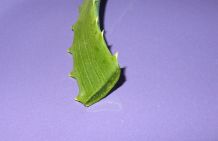 Aloe Vera für die Haare