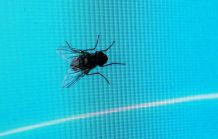 Insektenschutz am Fenster