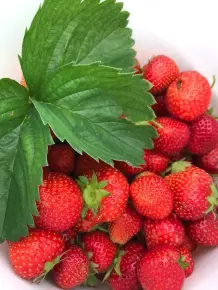 Obst einkochen ohne überkochen