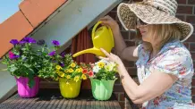 Hornspäne als Dünger für Blühpflanzen