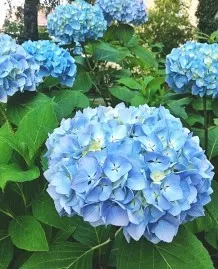 Blaue Hortensien mit Eisen düngen