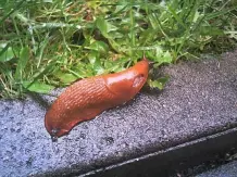 Nacktschnecken eindämmen