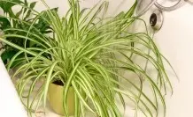 Was Pflanzen mögen: Duschen