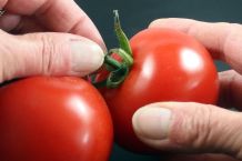 Tomateneinkauf
