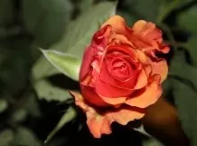 Rhabarberbrühe gegen Läuse auf Rosen