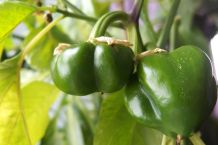Wilde Kaninchen aus Gemüsegarten vertreiben