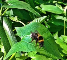 Soforthilfe bei Bienen- oder Wespenstich für unterwegs