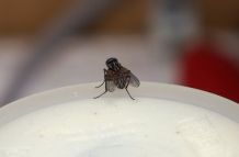 Fliegen lebend fangen