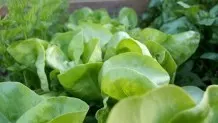 Unmengen Salat auf einmal verbrauchen: Salatsuppe