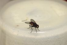 Fliegen verscheuchen - ohne Gift und ohne Gewalt