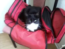 Katzen das Kratzen an Wänden abgewöhnen