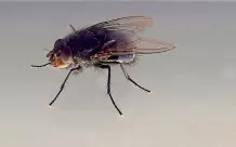 Fliegen in der Küche mit Essigessenz vertreiben