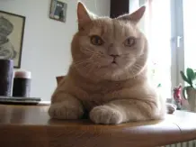 Katze trinkt generell kein Wasser