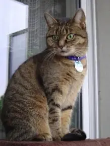 Katze trinkt generell kein Wasser