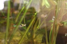Biologische Algenvernichtung im Aquarium