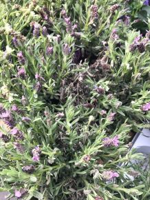 Mücken fernhalten mit Lavendel