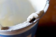 Fliegen fangen ohne Flecken zu hinterlassen