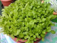 Rucola selber ziehen - einfach und ertragreich