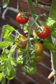 Bittersalz: Dünger für Tomaten und Zimmerpflanzen