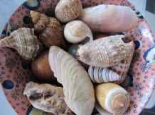 Muschelschale im Bad
