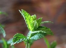 Insekten mit Pfefferminze vertreiben