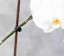 Orchideen mit Haarclips an Stab fixieren