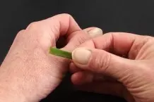 Raue Hände - hilfe durch Aloe Vera Pflanze