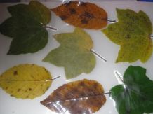 Laminierte Herbstblätter