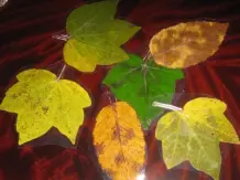 Laminierte Herbstblätter