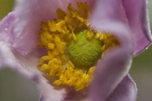 Abgekochtes Petersilienwasser gegen Blatt- & Wollläuse