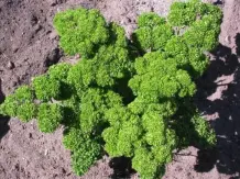 Abgekochtes Petersilienwasser gegen Blatt- & Wollläuse