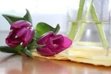 Tulpen in der Vase
