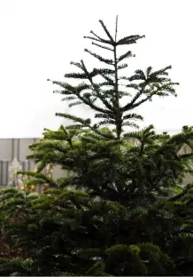 Weihnachtsbaum - sinnvolle(re) Entsorgung