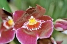 Orchideensamen keimen lassen