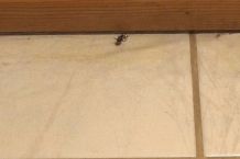Spinnen in der Wohnung