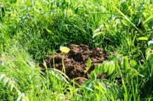 Fischabfälle gegen Maulwürfe