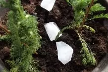 Hängepflanzen ohne Überschwemmung gießen - mit Eiswürfeln