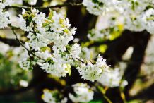 Ohrenzwicker für gesunde Obstbäume & -Früchte ohne Chemie
