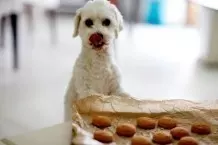 Hundekekse selbst gebacken