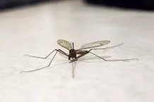Mücken schnell und einfach aus dem Zimmer bekommen