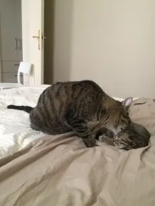 Alten Kater und junges Kätzchen aneinander gewöhnen