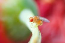 Obstfliegen loswerden