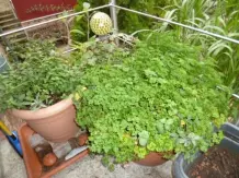 Aus alt mach neu - Kartoffeln auf dem Balkon ziehen