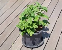 Aus alt mach neu - Kartoffeln auf dem Balkon ziehen